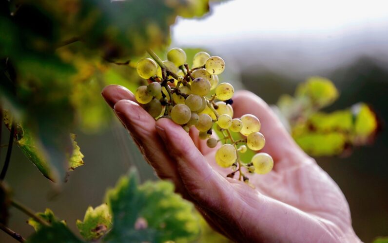 U.S. importers stockpile Italian Prosecco as a hedge against possible Trump tariffs